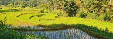 Souvenir du voyage de Vanessa, Sri Lanka