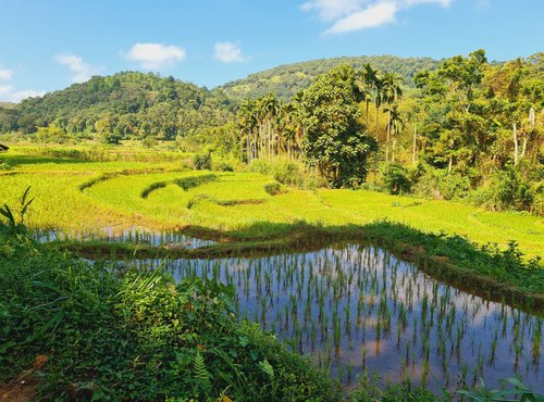 Souvenir du voyage de Vanessa, Sri Lanka