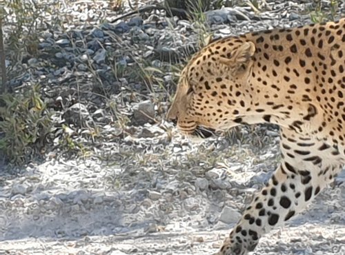 Souvenir du voyage de Murielle, Namibie