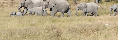 Souvenir du voyage de Murielle, Namibie