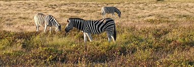 Souvenir du voyage de Murielle, Namibie