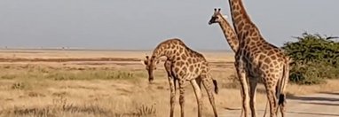 Souvenir du voyage de Murielle, Namibie