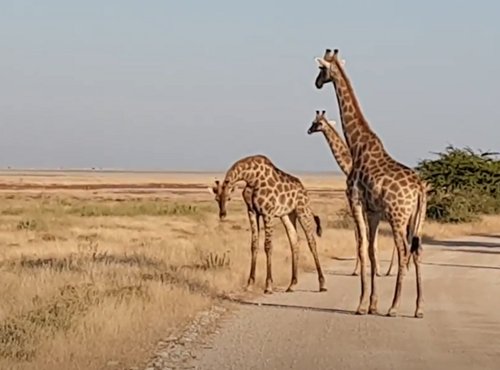 Souvenir du voyage de Murielle, Namibie