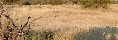 Souvenir du voyage de Murielle, Namibie