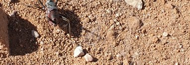Souvenir du voyage de Murielle, Namibie