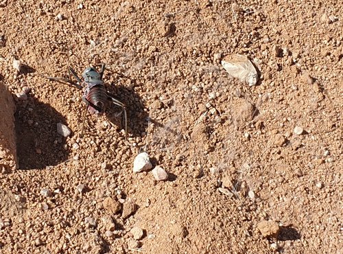 Souvenir du voyage de Murielle, Namibie