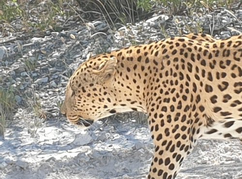 Souvenir du voyage de Murielle, Namibie