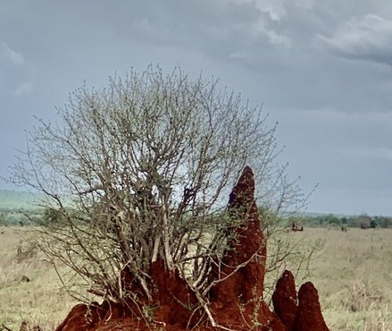 Souvenir du voyage de Jean Francois, Kenya