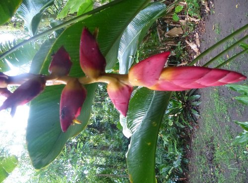 Souvenir du voyage de Evelyne, Costa Rica