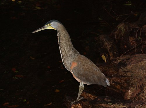 Souvenir du voyage de Christine, Costa Rica