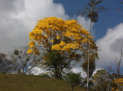 Souvenir du voyage de Christine, Costa Rica