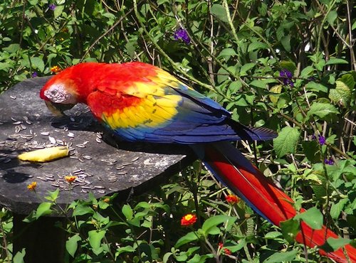 Souvenir du voyage de Christine, Costa Rica