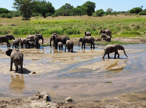 Souvenir du voyage de Marcel, Tanzanie