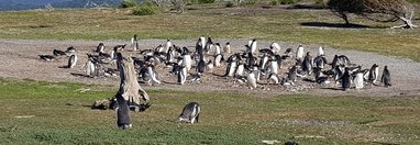 Souvenir du voyage de Alain, Argentine