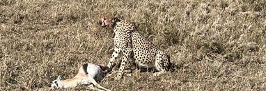 Souvenir du voyage de Aurelien, Tanzanie