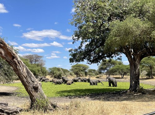 Souvenir du voyage de Aurelien, Tanzanie