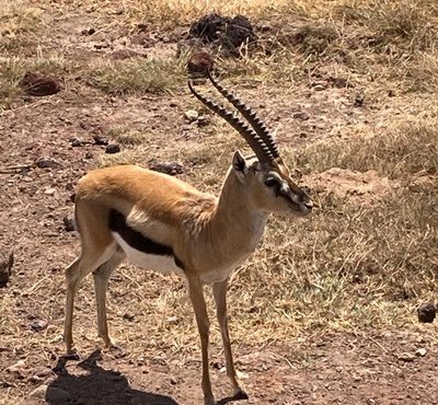 Souvenir du voyage de Sylvie, Tanzanie