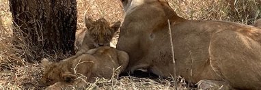 Souvenir du voyage de Sylvie, Tanzanie