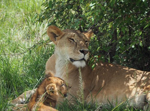 Souvenir du voyage de Marie, Kenya