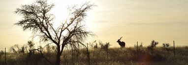 Souvenir du voyage de Anne, Namibie