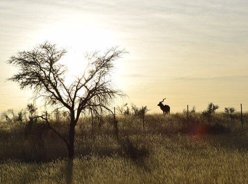 Souvenir du voyage de Anne, Namibie