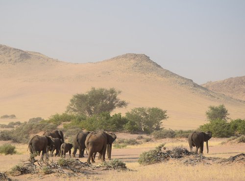 Souvenir du voyage de Anne, Namibie