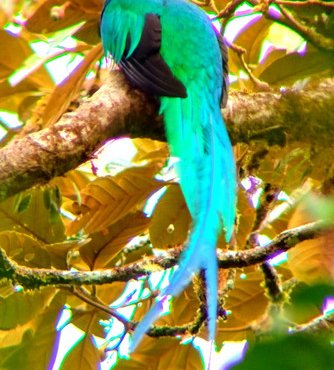 Souvenir du voyage de José, Costa Rica