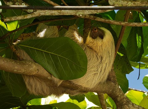 Souvenir du voyage de José, Costa Rica