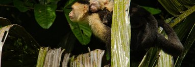 Souvenir du voyage de José, Costa Rica