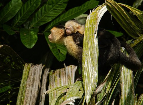 Souvenir du voyage de José, Costa Rica