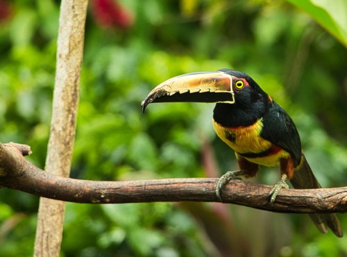Souvenir du voyage de José, Costa Rica