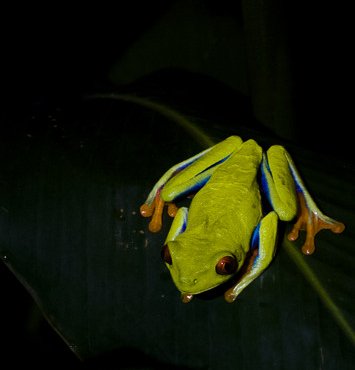 Souvenir du voyage de José, Costa Rica