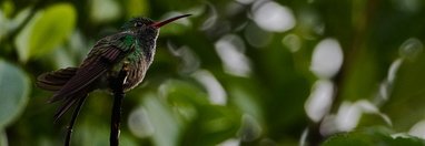 Souvenir du voyage de José, Costa Rica