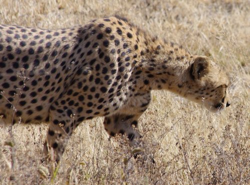 Souvenir du voyage de Josée, Tanzanie