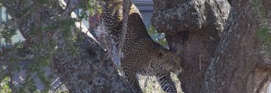 Souvenir du voyage de Josée, Tanzanie