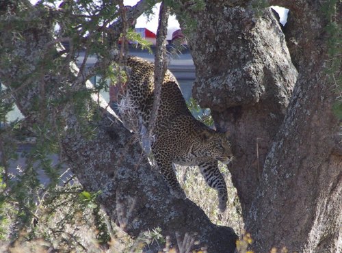 Souvenir du voyage de Josée, Tanzanie