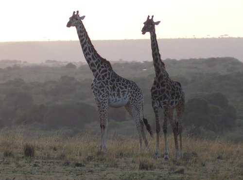 Souvenir du voyage de Muriel, Kenya