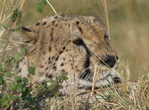 Souvenir du voyage de Muriel, Kenya