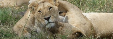 Souvenir du voyage de Muriel, Kenya