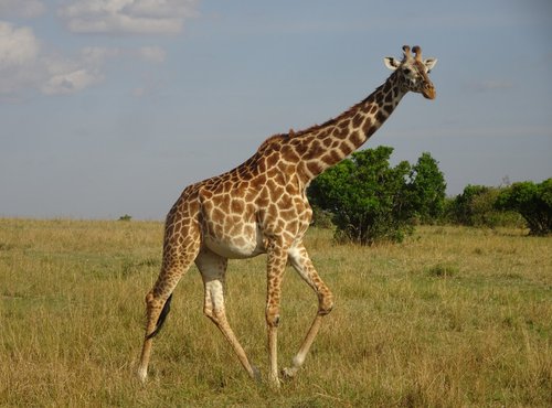 Souvenir du voyage de Claude, Kenya