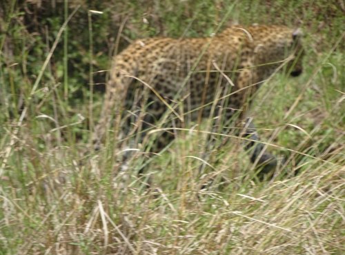 Souvenir du voyage de Claude, Kenya