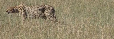 Souvenir du voyage de Claude, Kenya