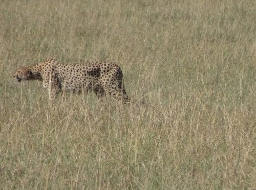 Souvenir du voyage de Claude, Kenya