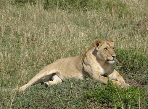 Souvenir du voyage de Claude, Kenya