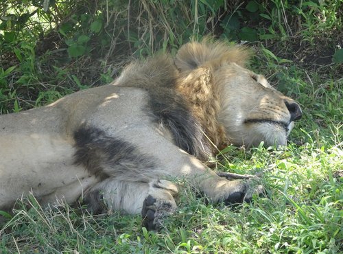 Souvenir du voyage de Claude, Kenya