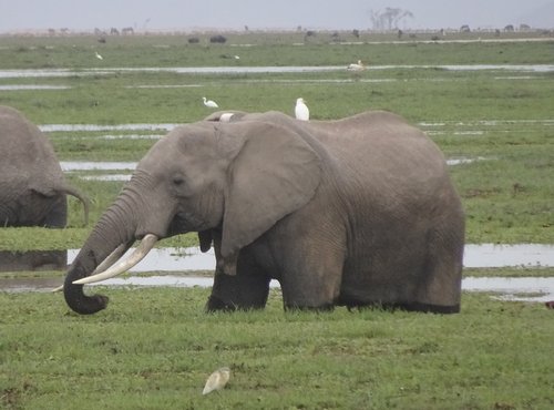 Souvenir du voyage de Claude, Kenya