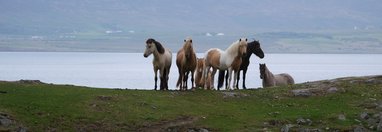 Souvenir du voyage de Martine, Islande