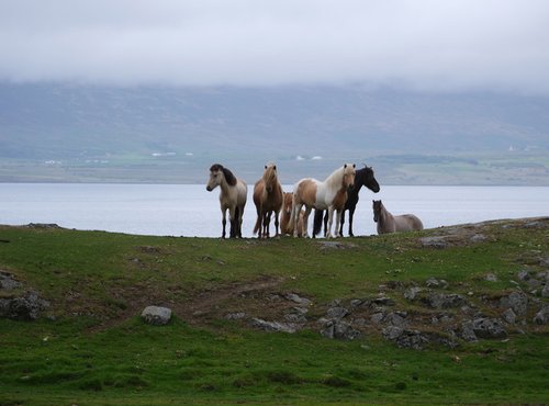 Souvenir du voyage de Martine, Islande