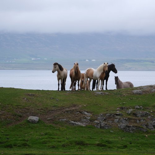 Souvenir du voyage de Martine, Islande