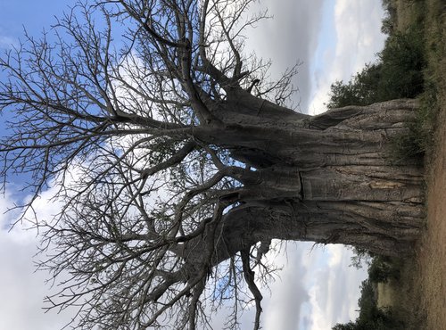 Souvenir du voyage de Pierre, Afrique du Sud